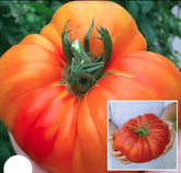 100 Giant Organic Tomato Heirloom Seeds (Vegetable Potted Plants)
